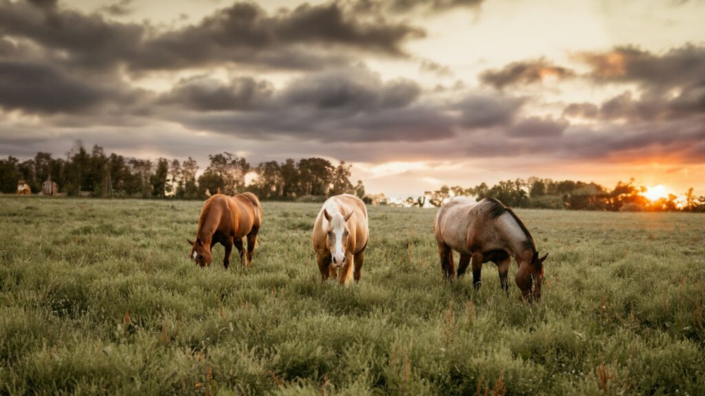 three horses grazing in a field at sunset