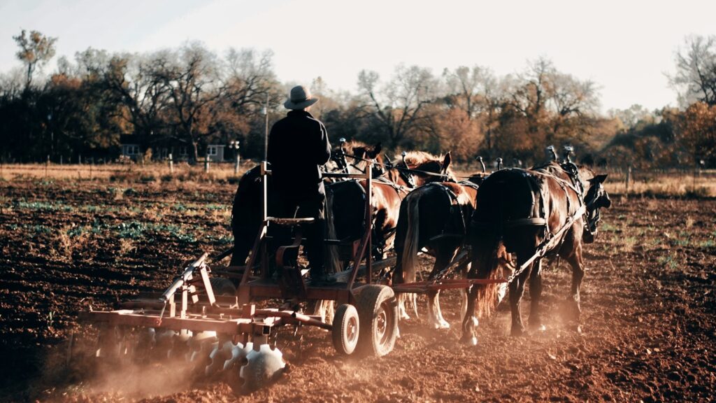 people riding horses on field during daytime