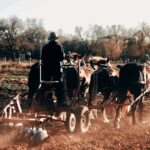 people riding horses on field during daytime
