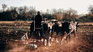 people riding horses on field during daytime