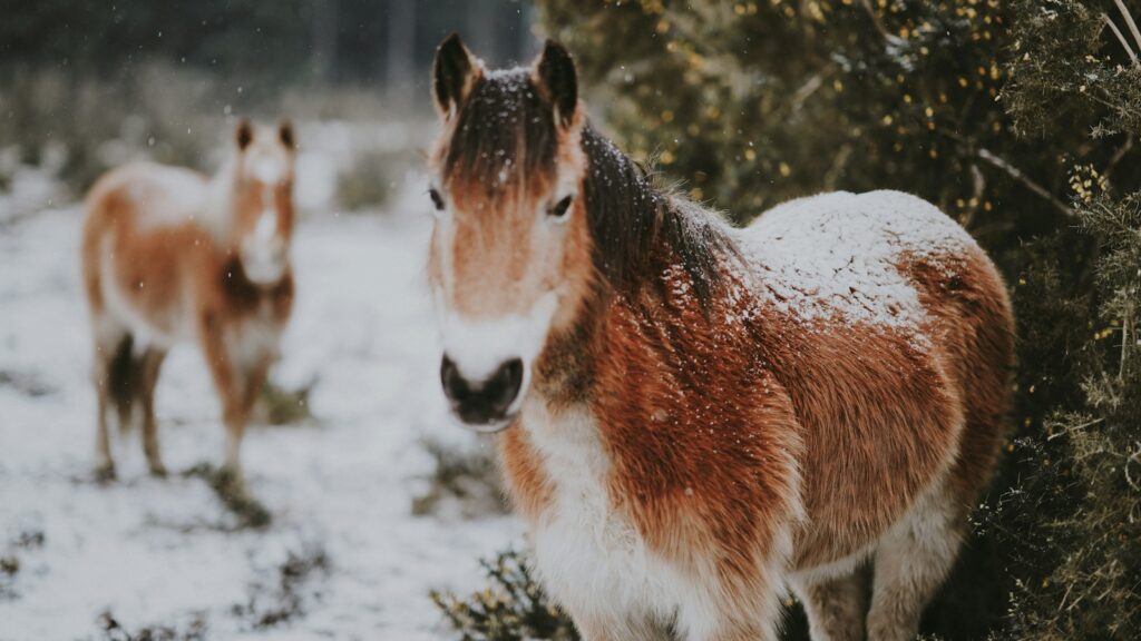two brown horses