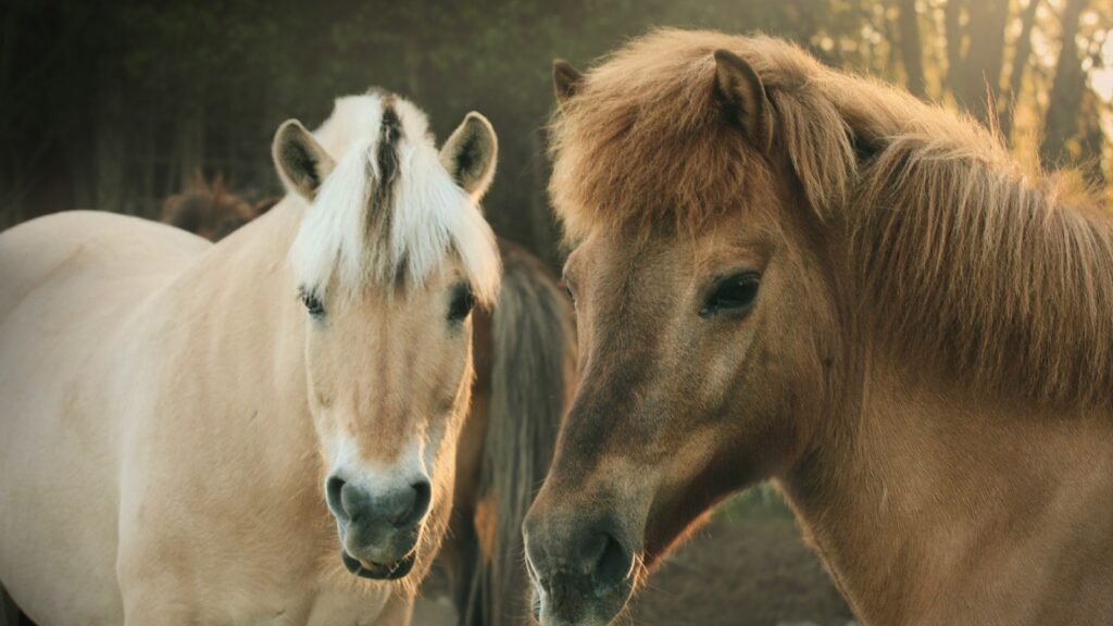 a couple of horses standing next to each other
