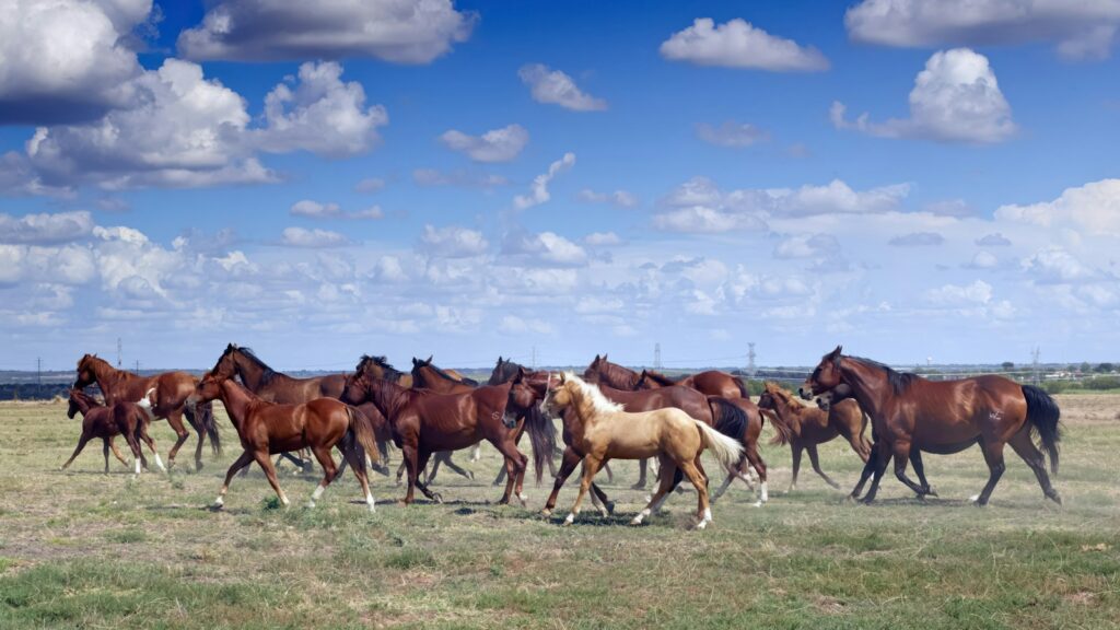 A horse jingle in the Texas wide open spaces